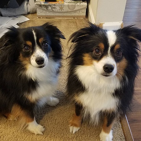 Jeremy's dogs named Gypsy and Danger